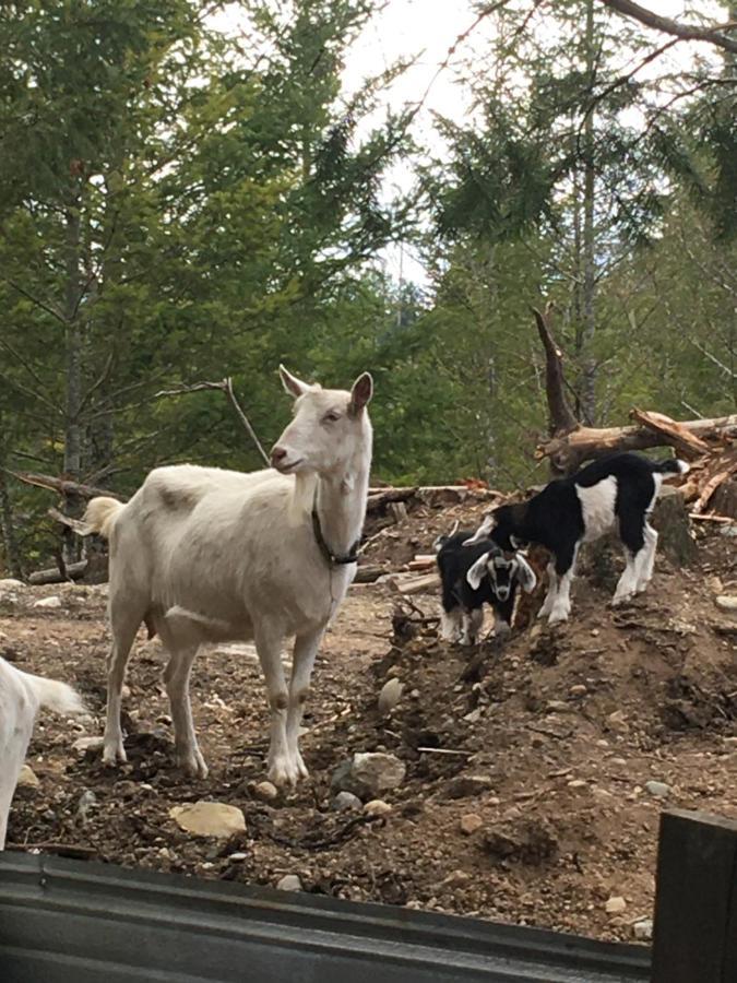 Maple Heart Ranch Hotel Shawnigan Lake Екстериор снимка